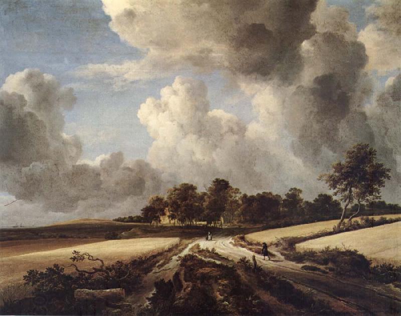 RUISDAEL, Jacob Isaackszon van Wheatfields oil painting picture